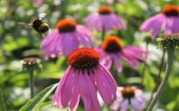 Echinacea purpurea Ekinezya fidesi Koni Çiçeği fidesi