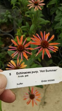 Echinacea purpurea Hot summer Ekinezya fidesi