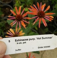 Echinacea purpurea Hot summer Ekinezya fidesi