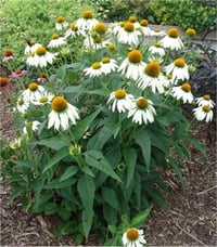 Echinacea whıte Swan Ekinezya Beyaz Kuğu fidesi