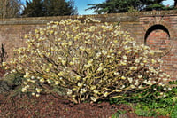 Edgeworthia chrysantha Kağıt Çalısı
