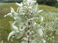 Elaeagnus commutata Silverberry Gümüşi Amerikan iğde fidanı