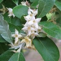 Elaeagnus pungens Yeşil Süs İğdesi fidanı