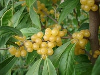 Elaeagnus umbellata Japon iğdesi Sarı Güz zeytini fidanı