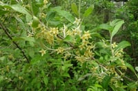 Elaeagnus umbellata Japon iğdesi Sarı Güz zeytini fidanı
