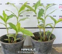 Elettaria cardamamum Kardamom Kakule fidesi
