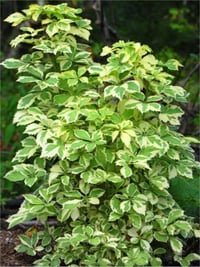 Eleutherococcus sieboldianus Var. Alacalı Sibirya Ginsengi fidanı