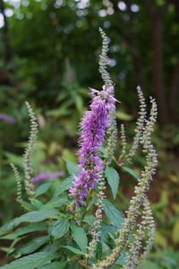 Elsholtzia stauntonii