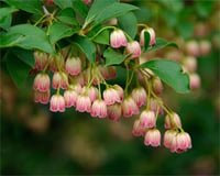 Enkianthus campanulatus Kırmızı Çan Çalısı fidanı