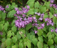 Epimedium gr. Lilafee keşiş külahı az gın teke otu fidesi