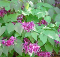Epimedium grandiflorum Rose Queenkeşiş külahı az gın teke otu fidesi