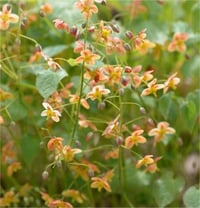 Epimedium warleyense keşiş külahıaz gın teke otu fidesi