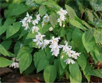 Epimedium youngianum Niveum keşiş külahı az gın teke otu fidesi