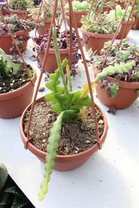 Epiphyllum anguliger Atlas Çiçeği, Atlas Kaktüsü