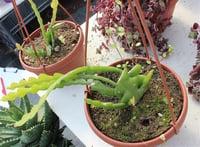 Epiphyllum anguliger Atlas Çiçeği, Atlas Kaktüsü