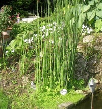 Equisetum americanum Hyemale At Kuyruğu fidanı