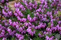 Erica darleyensis Darley Dale Mor Funda çiçeği