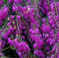 Erica darleyensis Darley Dale Mor Funda çiçeği