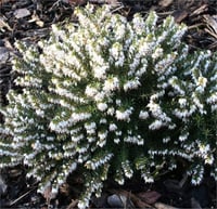 Erica darleyensis Silberschmelze Beyaz Funda çiçeği fidesi