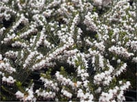 Erica darleyensis Silberschmelze Beyaz Funda çiçeği fidesi