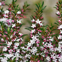 Eriostemon myoporoides Pembe Yıldız Çiçekli Eriostemon Fidanı