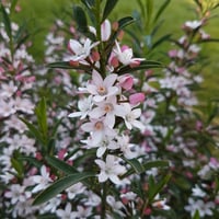 Eriostemon myoporoides Pembe Yıldız Çiçekli Eriostemon Fidanı