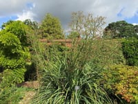 Eryngium pandanifolium Boğa Dikeni fidesi
