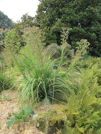 Eryngium pandanifolium Boğa Dikeni fidesi