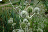 Eryngium pandanifolium Boğa Dikeni fidesi