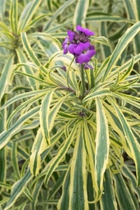 Erysimum linifolium variegatum Alacalı Duvar Çiçeği fidesi