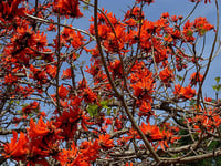 Erythrina caffra Afrika Mercan Ağacı fidanı