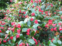 Escallonia Crimson spire Eskalonya eskolonya fidan