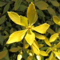 Escallonia Golden Carpet Eskalonya eskolonya fidan