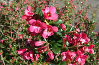 Escallonia Pride of donard pembe çiçekli eskalonya fidanı