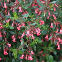 Escallonia Red Carpet Kırmızı Çiçekli Eskalonya Fidanı