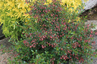 Escallonia Red Carpet Kırmızı Çiçekli Eskalonya Fidanı