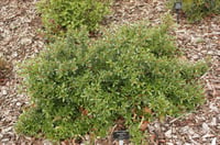 Escallonia Red Carpet Kırmızı Çiçekli Eskalonya Fidanı