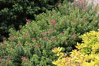Escallonia Red Dream Kırmızı Çiçekli Eskalonya Fidanı