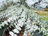 Eucalyptus gunni Ökaliptus Okaliptus Mentol Ağacı fidanı- Baby Blue