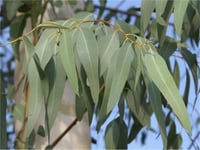 Eucalyptus Ökaliptus Okaliptus Mentol Ağacı fidanı