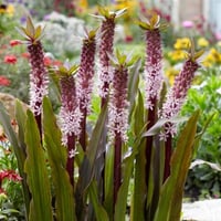 Eucomis comosa Pembe Ananas Çiçeği Sonbahar Ananas Zambağı fidesi