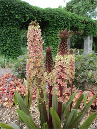 Eucomis comosa Safari Adventure Ananas Çiçeği Sonbahar Ananas Zambağı fidesi