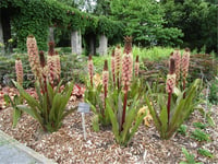 Eucomis comosa Safari Adventure Ananas Çiçeği Sonbahar Ananas Zambağı fidesi