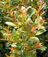 Eugenia myrtifolia Syzygium Avustralya Kirazı fidanı