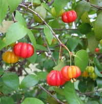 Eugenia uniflora Surinam Kirazı fidanı