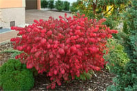 Euonymus alatus Compactus Bodur yaprak döken taflan fidanı