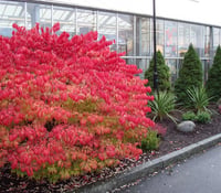 Euonymus alatus yaprak döken taflan fidanı