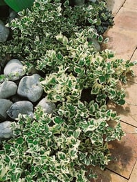 Euonymus fortunei sürünücü taflan fidanı