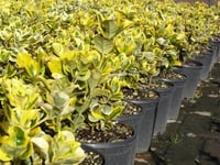 Euonymus japonica aurea Gold Altuni taflan fidanı