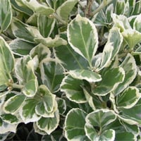 Euonymus japonicus President gauthier gümüşi taflan fidanı